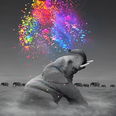 Olifant