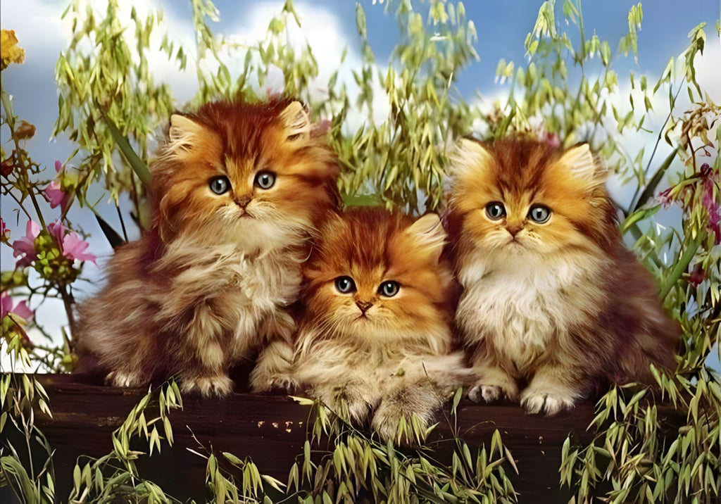 Drie Leuke Oranje Katten Schilderen op Nummers