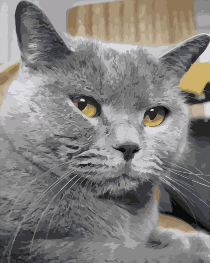 Grijze Kat Schilderen op Nummers