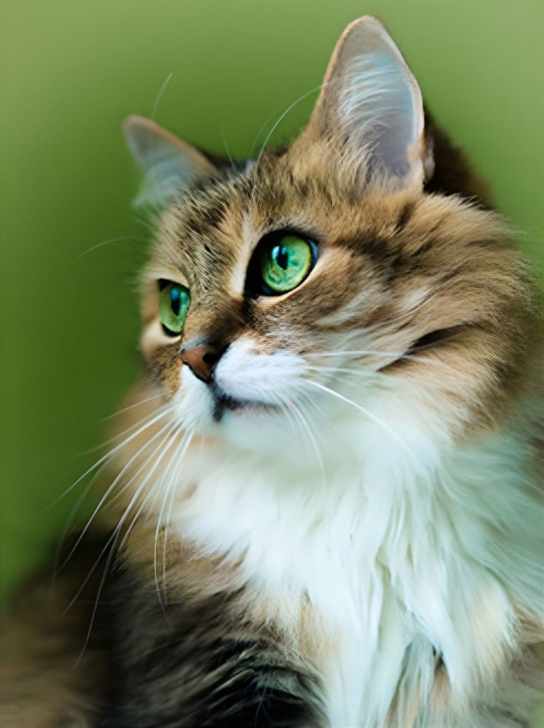 Kat met Groene Ogen Schilderen op Nummers