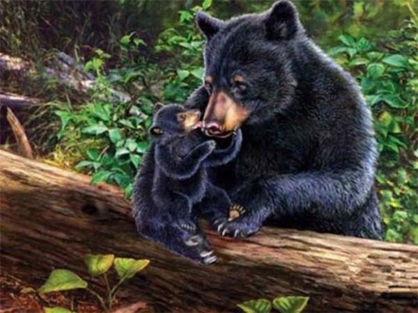 Animal Bear Paint By Numbers Canvas Wall Set PBNBEARW11