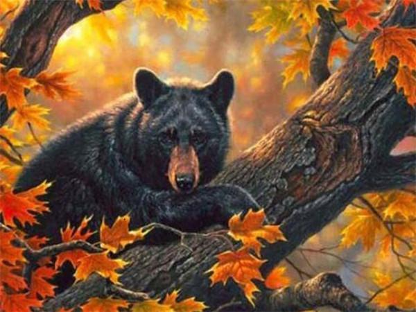 Animal Bear Paint By Numbers Canvas Wall Set PBNBEARW8