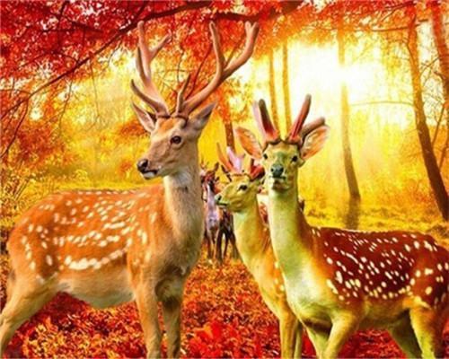 Animal Deer Paint By Numbers Canvas Wall Set PBNDEERW13