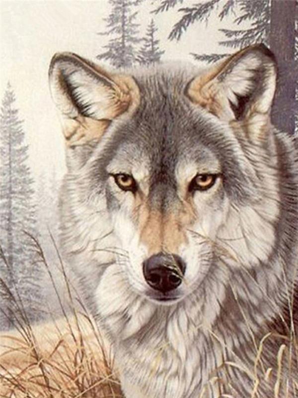 Animal Wolf Paint By Numbers Canvas Wall Set PBNWOLFL21
