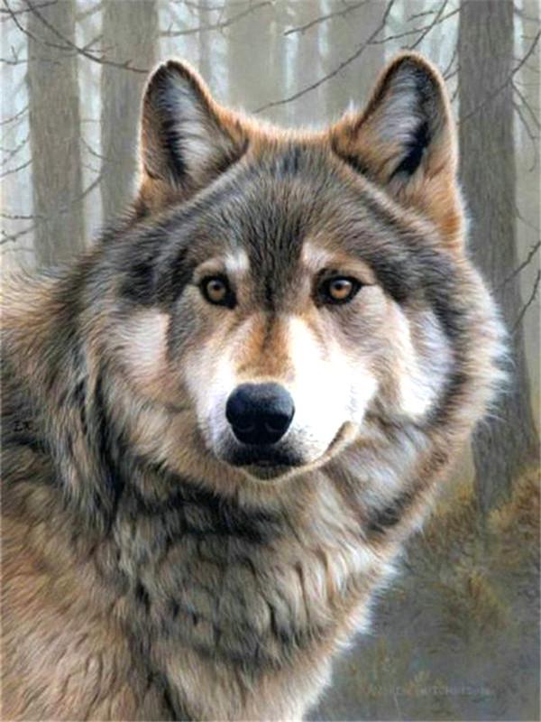 Animal Wolf Paint By Numbers Canvas Wall Set PBNWOLFL42