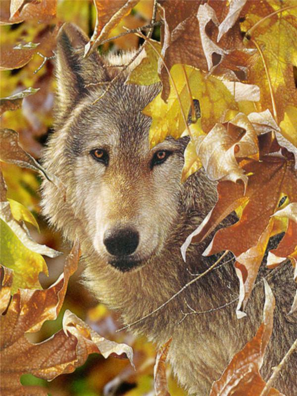 Animal Wolf Paint By Numbers Canvas Wall Set PBNWOLFL4