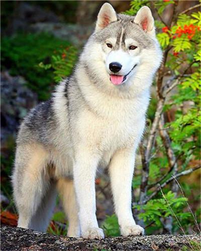 Alaska Hond Schilderen op Nummers
