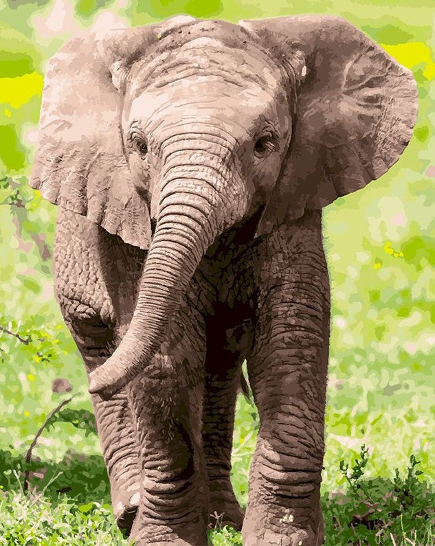 Baby Olifant in de Weide Schilderen op Nummers