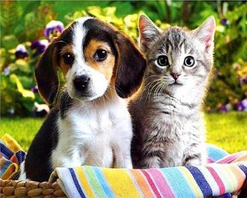 Beagle en Kat Schilderen op Nummers