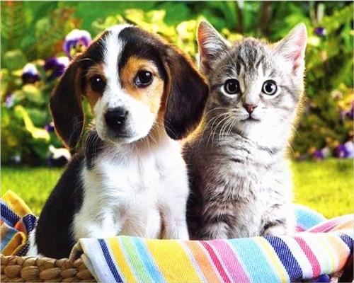 Beagle en Kat Schilderen op Nummers