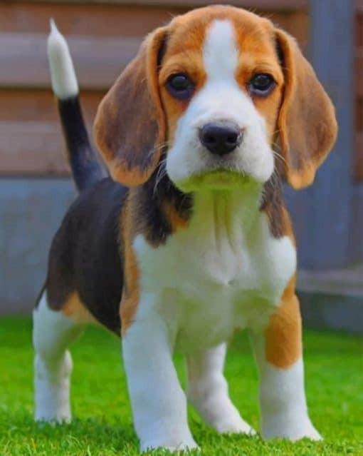 Beagle Hond Schilderen op Nummers