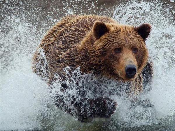 Beer in het Water Schilderen op Nummers
