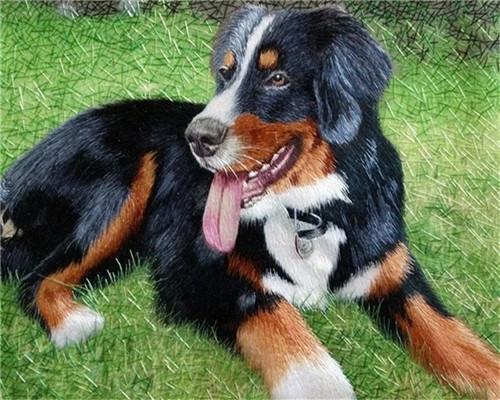 Berner Sennenhond in de Weide Schilderen op Nummers
