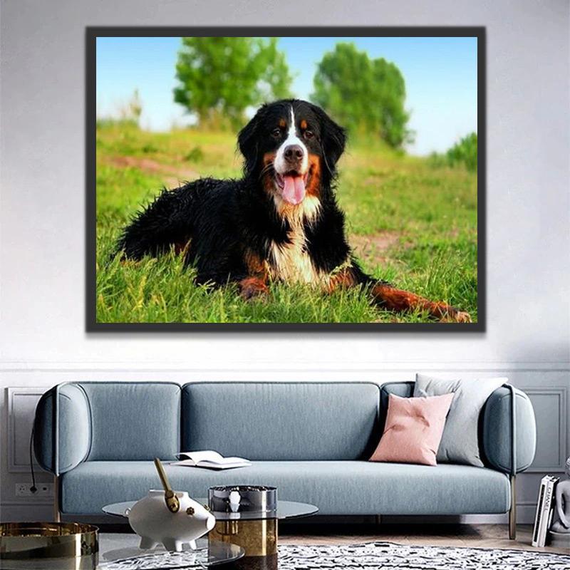 Berner Sennenhond Schilderen op Nummers