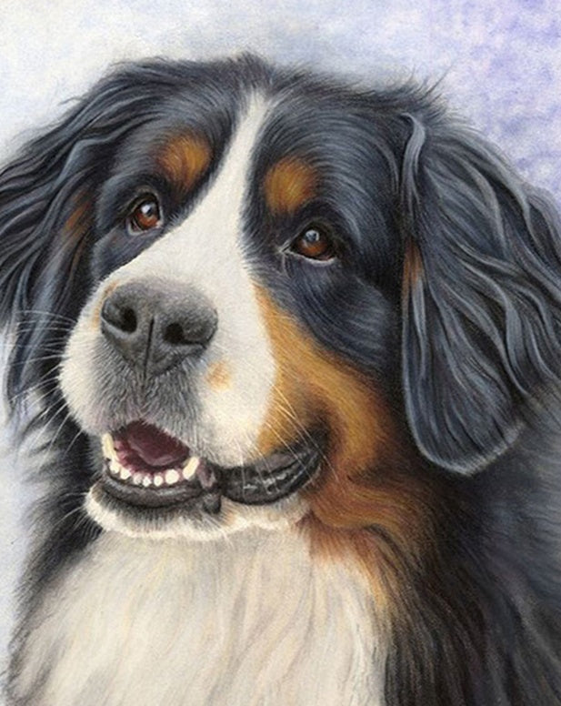 Berner Sennenhond Schilderen op Nummers