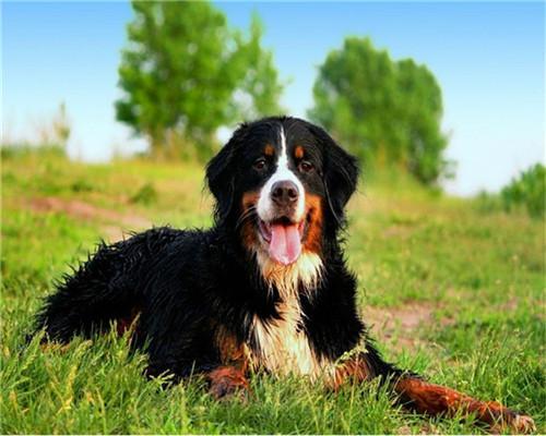 Berner Sennenhond Schilderen op Nummers