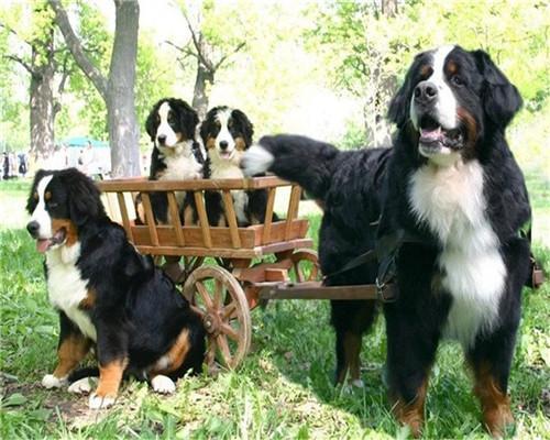 Berner Sennenhonden Familie Schilderen op Nummers