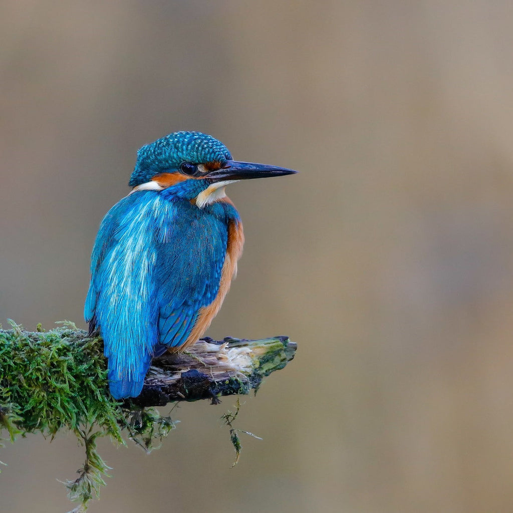 Blauwe Kolibrie Schilderen op Nummers
