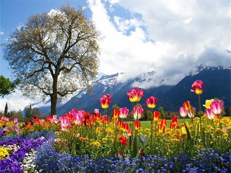 Blauwe Lucht en Bloemen Schilderen op Nummers