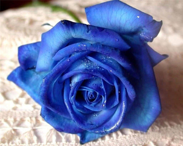 Blauwe Roos Schilderen op Nummers