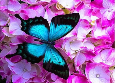 Blauwe Vlinder en Roze Bloemen Schilderen op Nummers