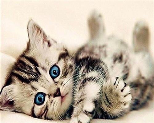 Blauwogige Kitten Schilderen op Nummers