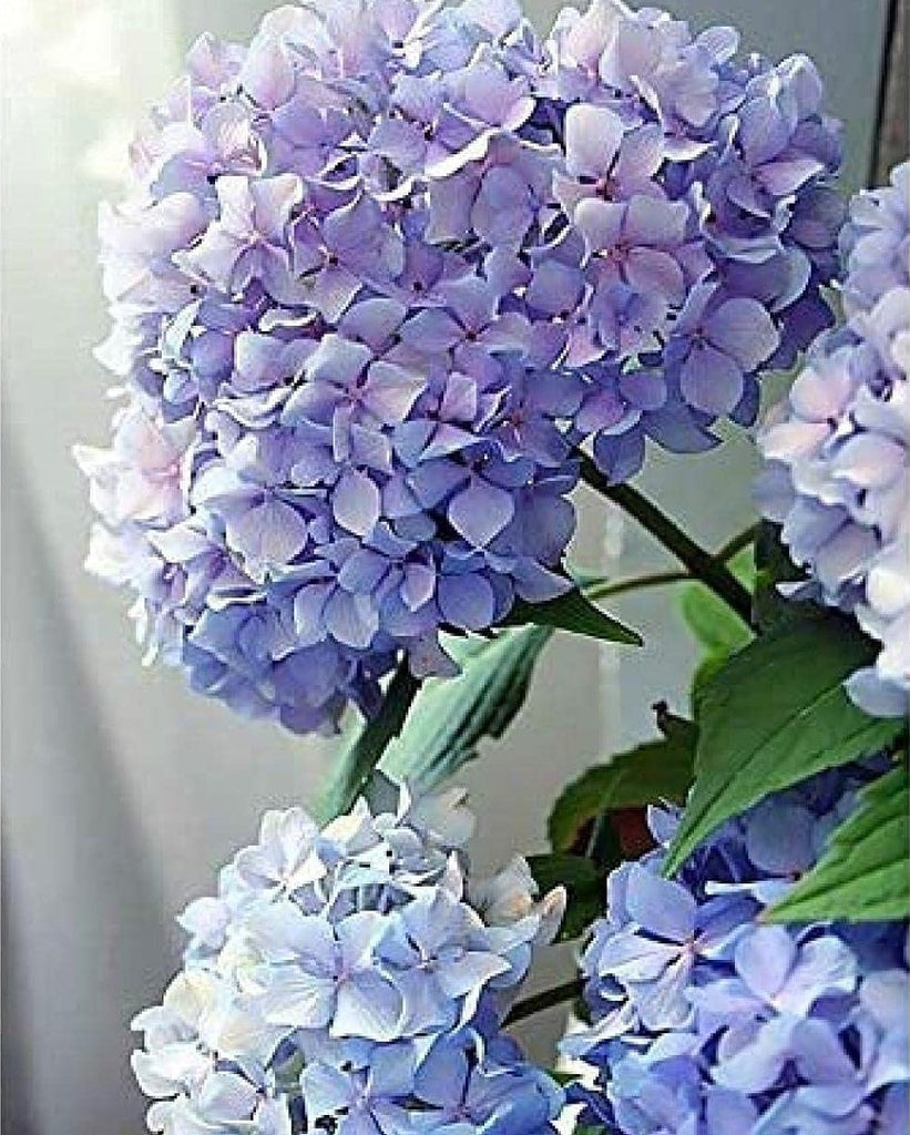 Blauwviolette Hortensia Schilderen op Nummers