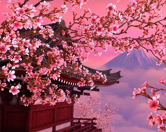 Bloeiende Kersenbloesems en de Berg Fuji Schilderen op Nummers