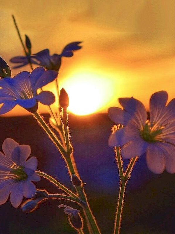 Bloemen bij Zonsondergang Schilderen op Nummers