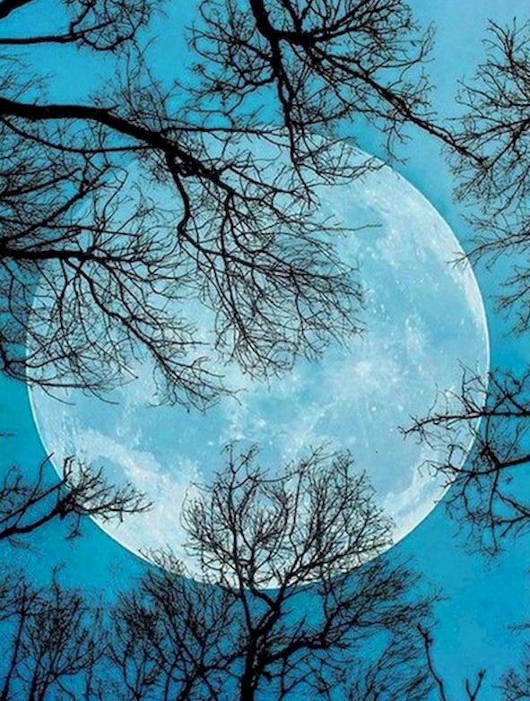 Boom in een Blauwe Maanverlichte Nacht Schilderen op Nummers
