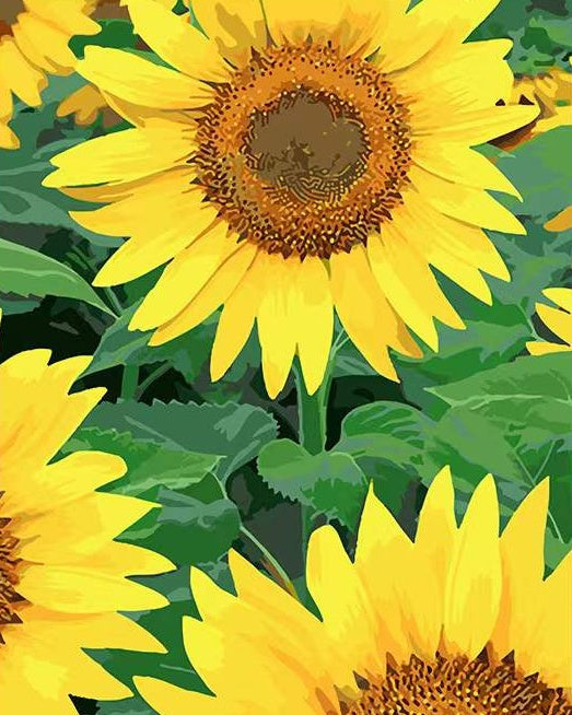 Cartoon Grote en Ronde Zonnebloemen Schilderen op Nummers