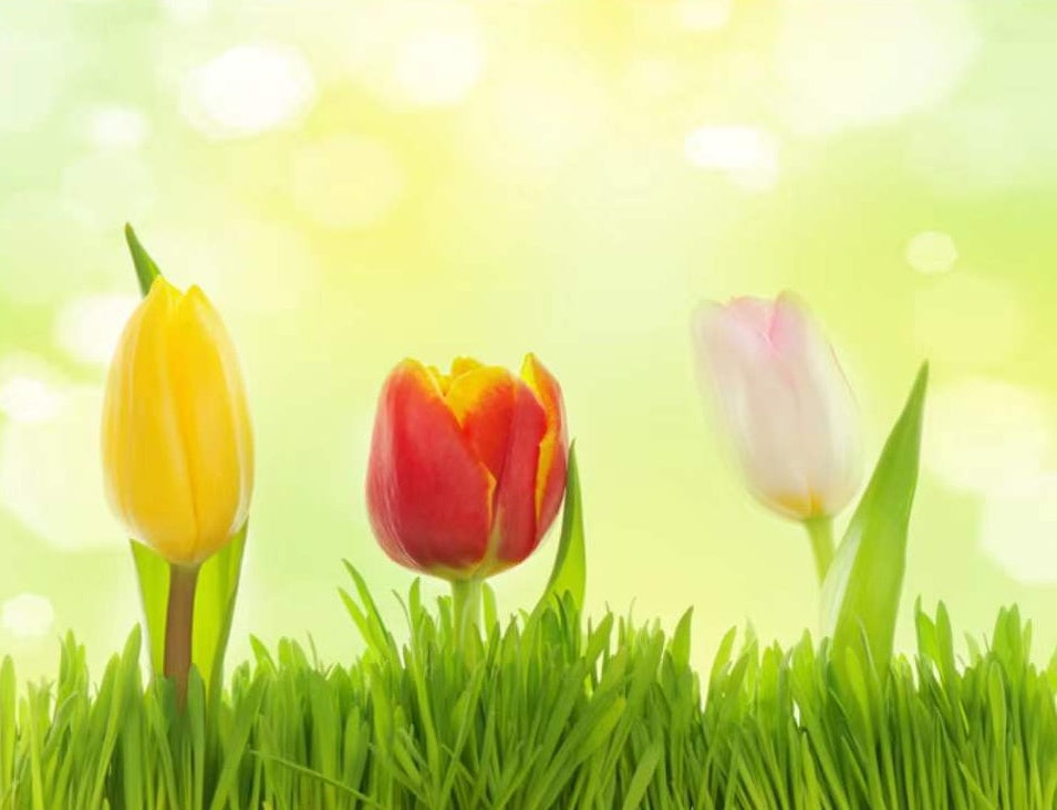 Cartoon Kleurrijke Tulpen Schilderen op Nummers