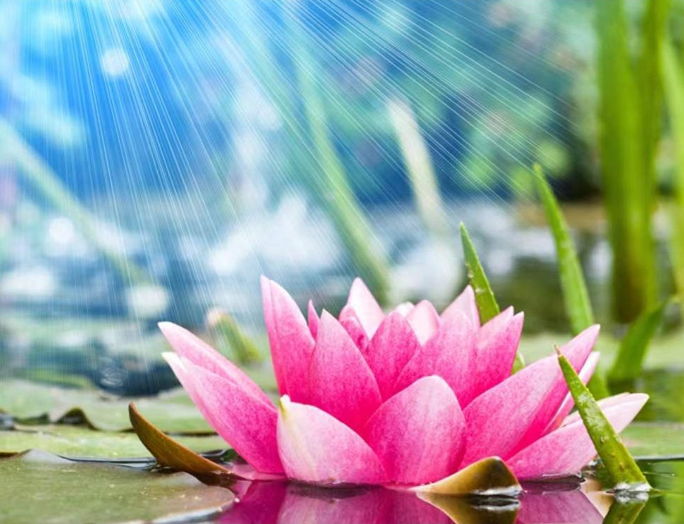 Cartoon Lotus in de Vijver Schilderen op Nummers
