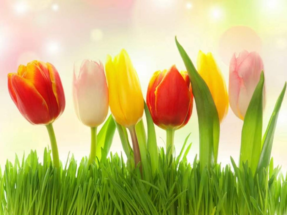 Cartoon Tulpenveld Schilderen op Nummers