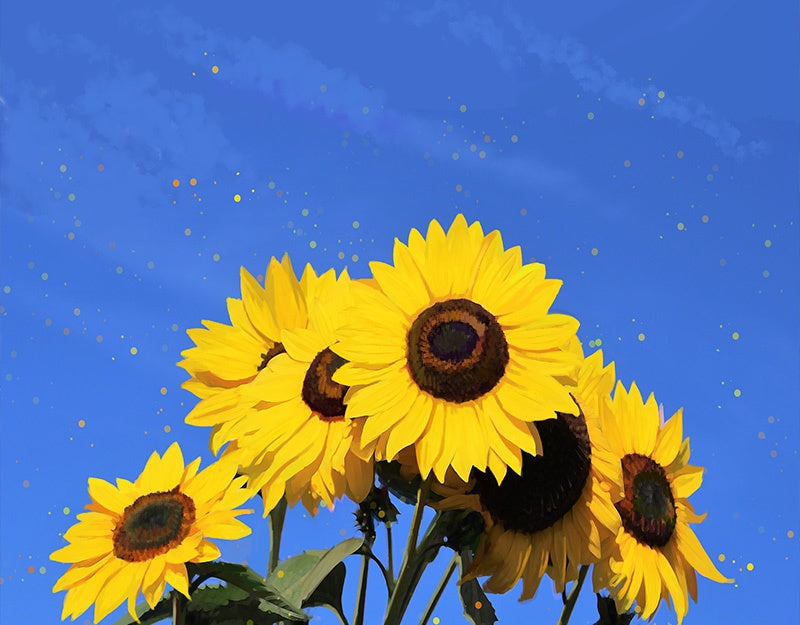 Cartoon Zonnebloem op Blauwe Achtergrond Schilderen op Nummers