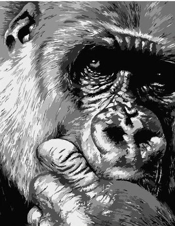 Contemplatieve Gorilla Schilderen op Nummers