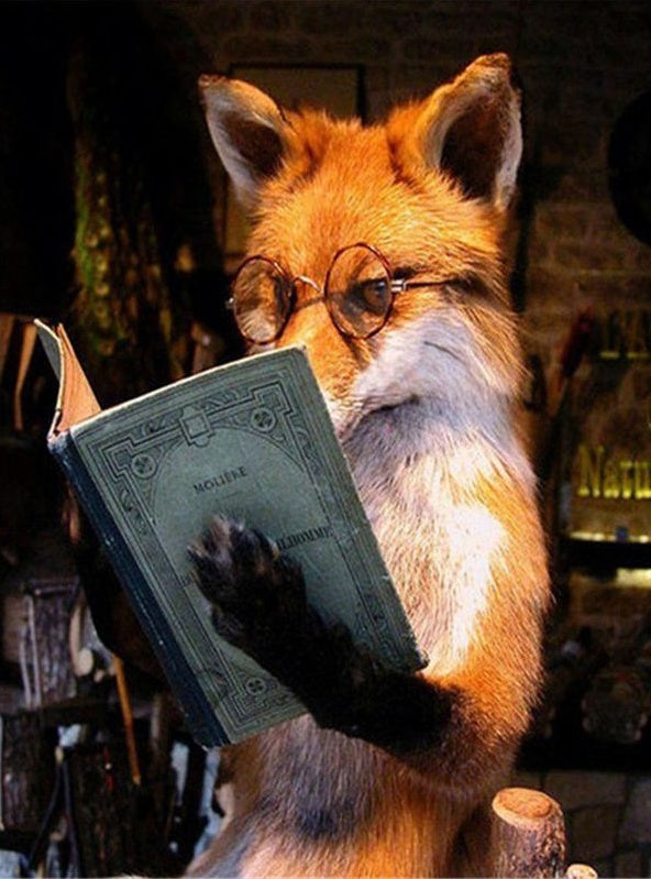 De Vos die Boeken Leest Schilderen op Nummers