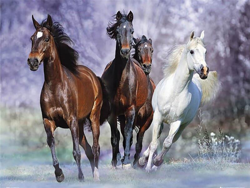 Dier Paarden Schilderen op Nummers