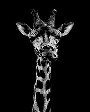 Dier Zebra Schilderen op Nummers