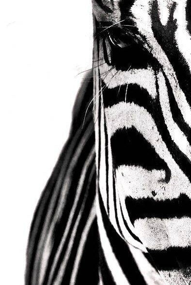 Dier Zebra Schilderen op Nummers
