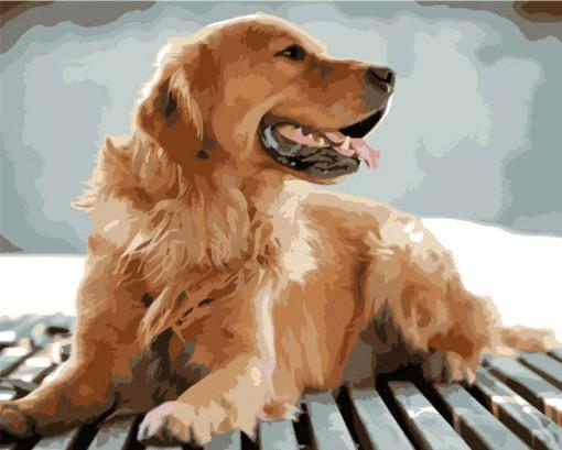 Donkerkleurige Golden Retriever Schilderen op Nummers