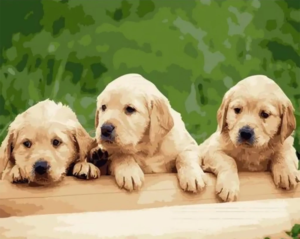 Drie Golden Retrievers Schilderen op Nummers