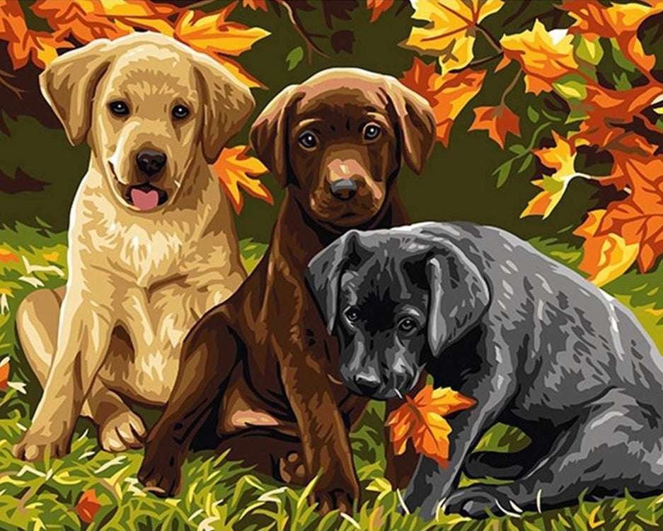 Drie Labradors in Verschillende Kleuren Schilderen op Nummers