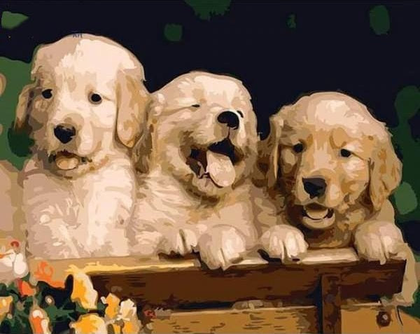 Drie Schattige Kleine Golden Retrievers Schilderen op Nummers