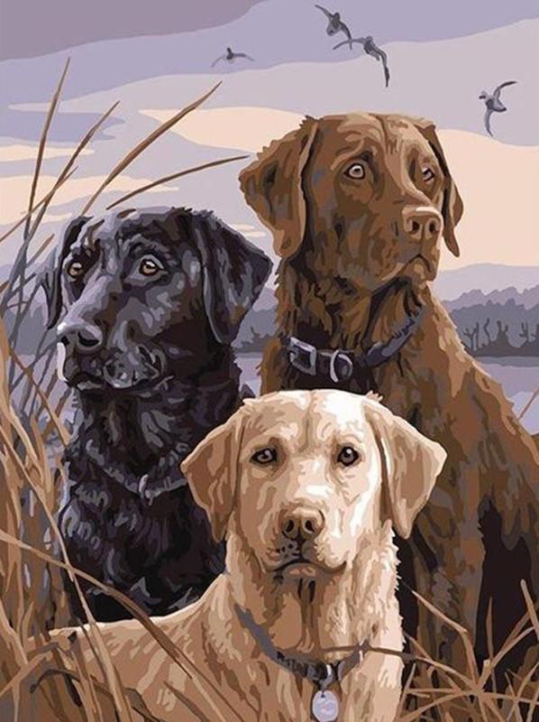 Drie Verschillend Gekleurde Labradors Schilderen op Nummers