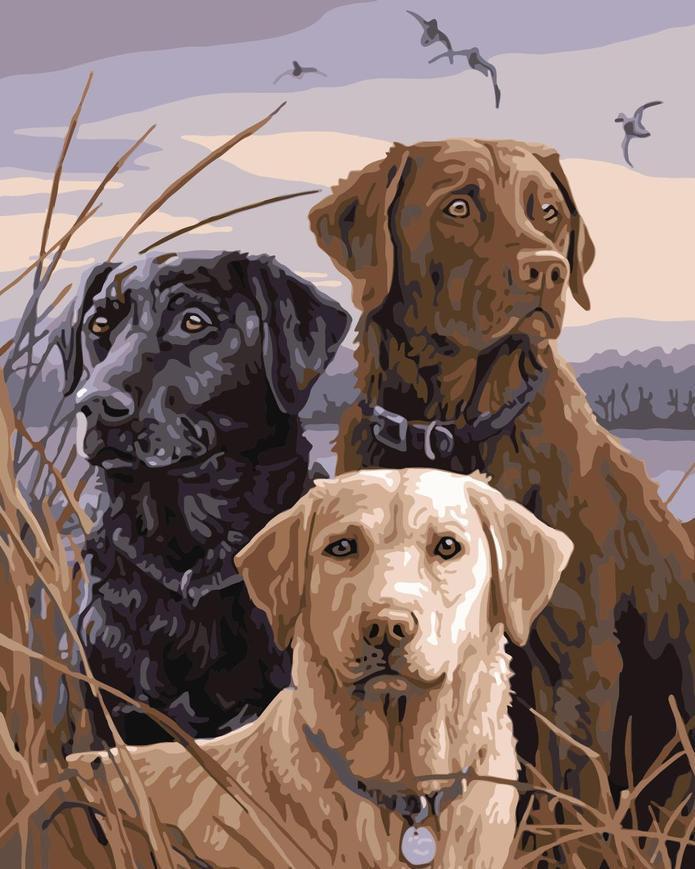 Drie Verschillend Gekleurde Labradors Schilderen op Nummers