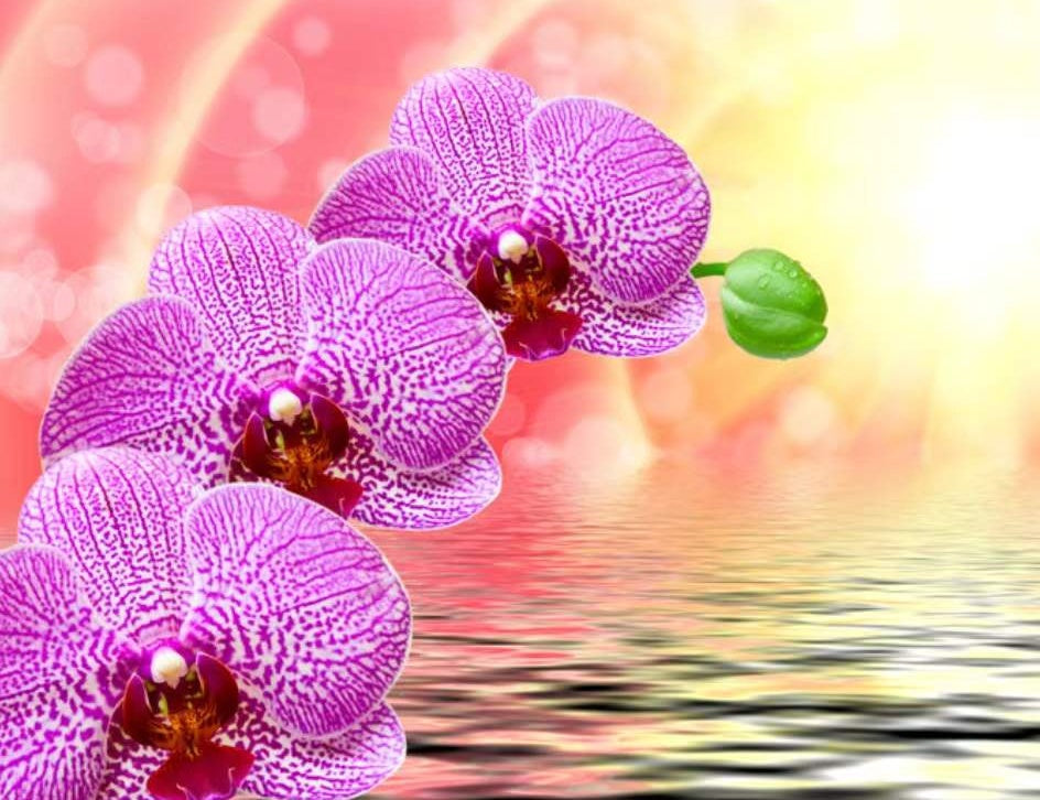 Drie Vlinderbloemen bij het Water Schilderen op Nummers