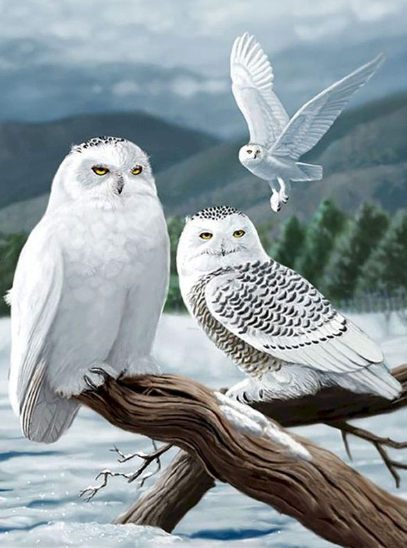 Drie Witte Uilen Schilderen op Nummers