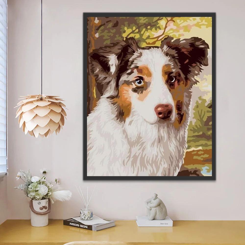 Driekleurige Border Collie Schilderen op Nummers