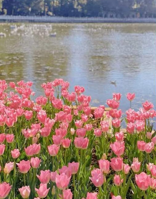 Dromerige Roze Tulpen op de Rivieroever Schilderen op Nummers